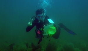 A student in scuba gear conducts research underwater. 