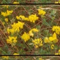 Still image of yellow flowers from Carl Lee's 'Unity Island'. 