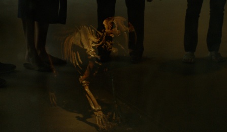 a wooly mammoth fossil is seen through glass which reflects visitors' feet. 