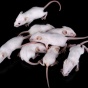 Laboratory mice sit on a black background. 