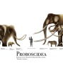 Artist's illustration of species within the taxonomic order Proboscidea, which includes elephants. 