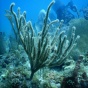 A colony of the coral Plexaura kükenthali in the U.S. Virgin Islands. 