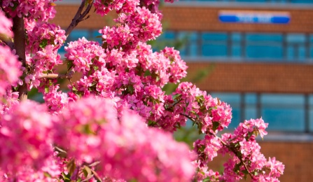 Flowering Trees on North Campus in Spring. 