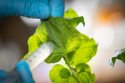 UB biologists are hunting for the genes that help foxglove plants make medicinal compounds. Here, scientists insert promising foxglove genes into the leaves of a tobacco plant. If the tobacco plant starts producing the foxglove compounds or closely related molecules, it’s a sign that the research is on the right track.