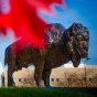 Buffalo Statue. 