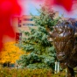 A view of the buffalo statue outside the Center for the Arts. 