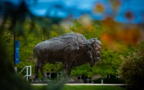 Bronze buffalo on UB North Campus. 