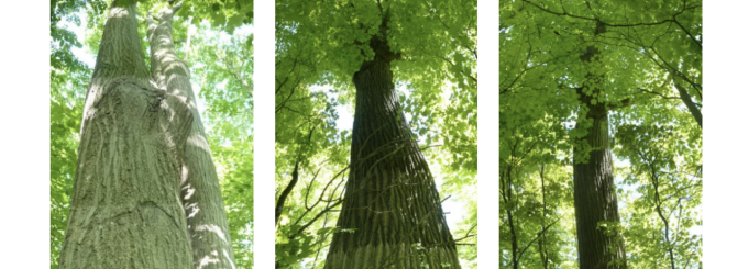 screenshot of trees. 