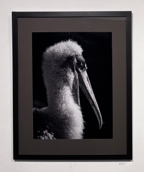 Zoom image: Kapri Hume, "Wood Stork", 2025, Digital Print, 41 3/4'x 31 1/2 in. Pembroke High School, Teacher: Eric Johnson 
