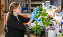 Zoom image: Emily Caroll injecting a plant with foreign genes. 
