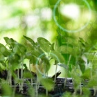 Ecology concept . Green sapling , young plant showing ecology growth or nature concept. 