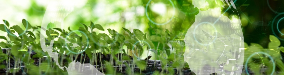 Ecology concept . Green sapling , young plant showing ecology growth or nature concept.