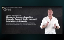 PBS cites elephantoid genome research by Vincent Lynch. 