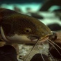 Close-up of a catfish resting among rocks underwater, showing its mottled head, white underside and long whiskers extending from its mouth. 