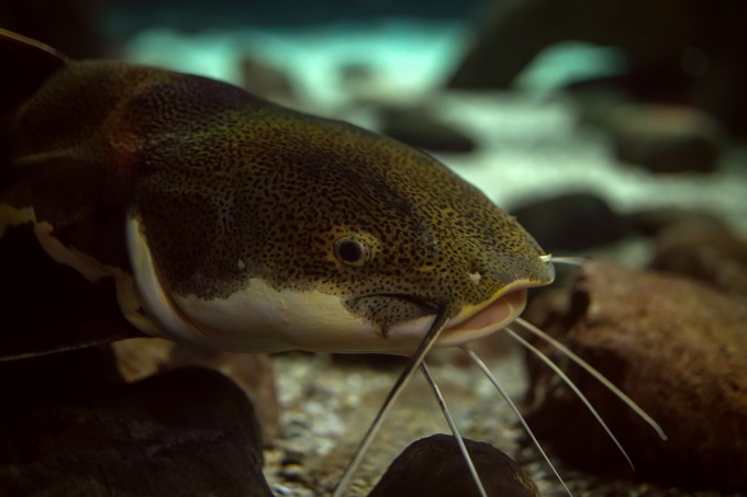 Close-up of a catfish resting among rocks underwater, showing its mottled head, white underside and long whiskers extending from its mouth.