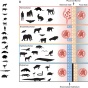 Zoom image: Figure 1. Evolution and arrangement of the maternal-fetal interface and degree of placental invasion in viviparous Amniotes. The paper is here.