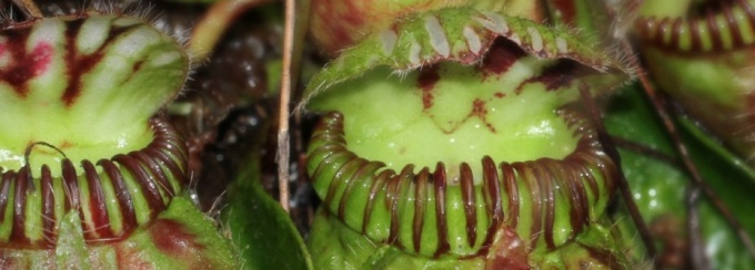 A close-up of the pitchers of Cephalotus follicularis, the Australian pitcher plant. A soup of digestive fluids sits at the bottom of these waxy pitchers, breaking down the flesh and exoskeletons of insects that fall in. The plant is photographed here in Western Australia, the only place in the world where the species is known to naturally occur. 