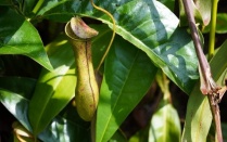 A green pitcher plant hangs from a vine among glossy leaves, its tubular shape and curved lid visible as it grows in dense foliage. 