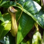 A green pitcher plant hangs from a vine among glossy leaves, its tubular shape and curved lid visible as it grows in dense foliage. 