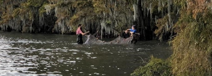 parallel evolution in the fish fauna of the Carolina bays.