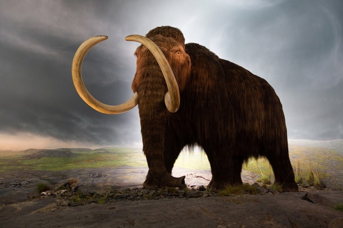 Artist's illustration of a woolly mammoth. Evidence suggests that in their final days, mammoths suffered from a variety of genetic defects that may have hindered their development, reproduction and ability to smell.t of their kind anywhere on Earth. 