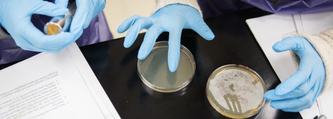 Two undergraduate students wearing blue gloves work with petri dishes on a lab bench, demonstrating CRISPR gene-editing techniques in a biology laboratory. 