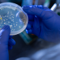 Gloved hands hold a petri dish containing bacterial colonies growing on agar, viewed close up in a biology laboratory. 