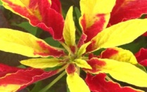Amaranthus tricolor. 