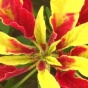 Amaranthus tricolor. 