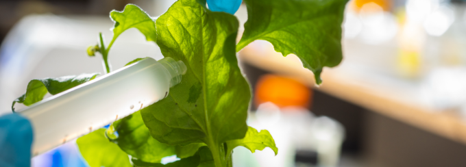 A gloved hand injects liquid from a syringe into the leaf of a green plant in a laboratory setting, illustrating hands-on plant biology or biotechnology research. 