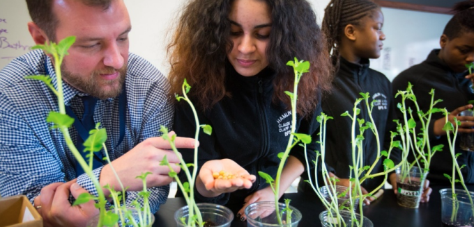 A teacher and several students examine young green plants growing in clear cups during a classroom science activity. The teacher points to the seedlings while a student holds seeds in her hand, and other students observe and work with plants along the table.
