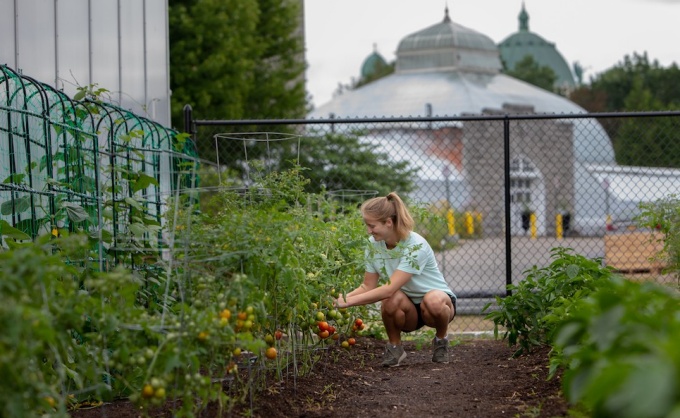 UB student Scout McLerran, a biology major, works in the community garden as an intern with the Buffalo and Erie County Botanical Gardens in August 2019 Photographer: Meredith Forrest Kulwicki. 