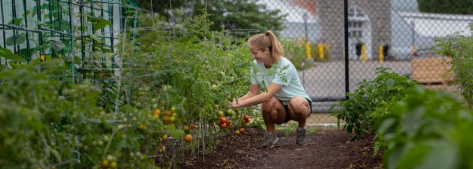 UB student Scout McLerran, a biology major, crouches between garden rows harvesting ripe tomatoes in a community garden, with trellised plants in the foreground and the Buffalo and Erie County Botanical Gardens&rsquo; domed greenhouse visible in the background. 