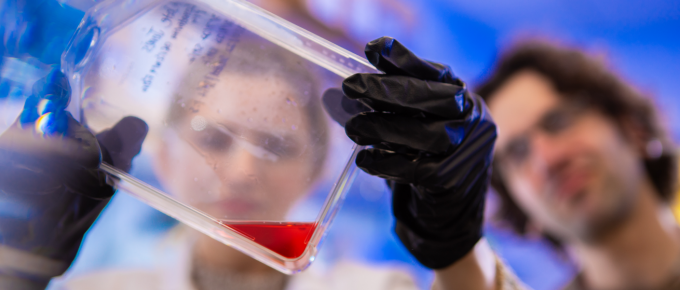 A student and a professor in a laboratory examine a clear culture flask containing red liquid, wearing gloves and lab coats as part of an honors-level research activity. 