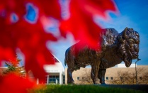 Buffalo statue. 