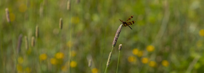 Dragonfly on a reed. 