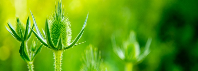 A Teasel at Bizer Creek.