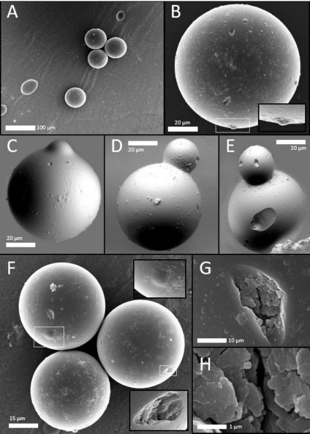 Zoom image: Tasmanites marine algae specimens imaged at the Institute de Physique du Globe de Paris by Caroline Thaler, PhD. 