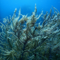 Coral reef in St. Johns Virgin Isalnds. 