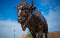Buffalo statue. 
