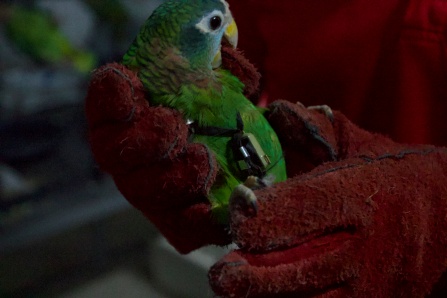 Parrot with Tracker. 