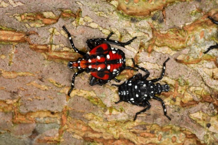 The first Spotted Lanternfly (Lycorma delicatula). 