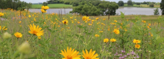 Zoom image: Tall grass