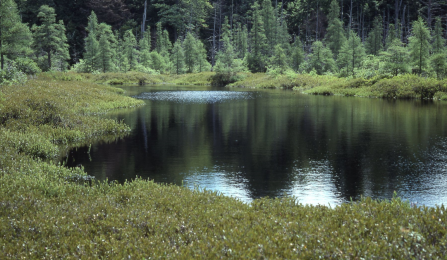 Wetland. 