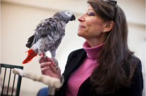 Irene Pepperberg, Research Professor, Boston University. 