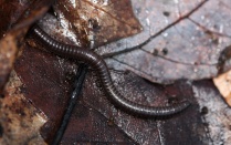 Zoom image: Parajulidae Millipede- March 2021 (Photo by Nikolai Harper) 