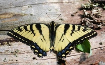 Zoom image: Canadian Tiger Swallowtail (Papilio canadensis)- June 2020 (Photo by Nikolai Harper) 