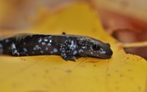Zoom image: Blue Spotted Salamander (Ambystoma laterale) - October 2020 (Photo by Nikolai Harper) 
