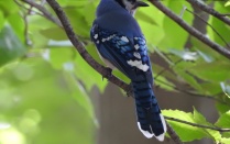 Zoom image: Blue Jay- (Cyanocitta cristata) July 2021 (Photo by Schuyler Lawson IG @the_elusive_black_birder) 