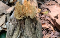 Zoom image: Coral fungus (Clavulina Cristata)- August 2021 (Photo by Sean Lepo) 